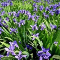 北京鳶尾種植商|天津鳶尾批發(fā)價(jià)格