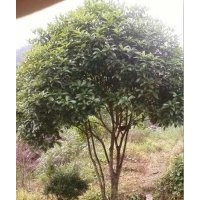 大量供應25-30公分大型桂花樹，原生桂花樹，移栽桂花樹