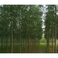 山西柳樹 供應(yīng)柳樹 柳樹基地
