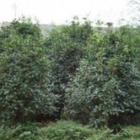 浙江桂花價(jià)格 提供2公分高桿桂花價(jià)格