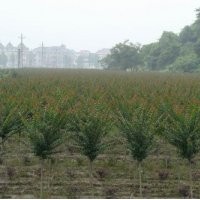 綠化苗木河北苗木欒樹欒樹價(jià)格欒樹報(bào)價(jià)欒樹規(guī)格國槐法桐白蠟