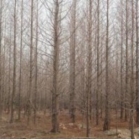 精品5公分3公分水杉價(jià)格 水杉產(chǎn)地