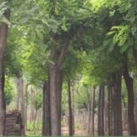 毛白楊小苗、速生柳、黃柳、107、