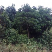 40多種綠化樹求打包