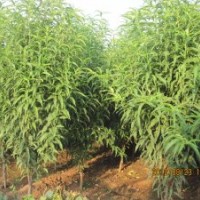 帚形桃哪里有?山東--帚形桃種植基地