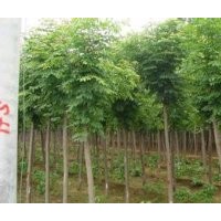 河北白蠟白蠟價(jià)格白蠟規(guī)格白蠟報(bào)價(jià)綠化苗木河北苗木國槐欒樹白蠟