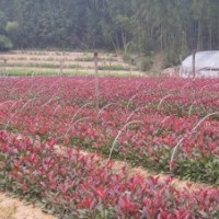大量供應(yīng)小苗：金葉女貞小苗 、紅葉女貞小苗