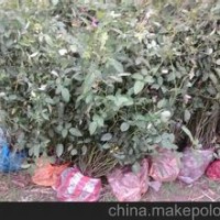 大量供應(yīng)小苗:紅帽月季小苗 、豐花月季小苗