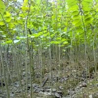 大量供應(yīng)小苗:高桿女貞小苗 、紫荊大苗 、紅葉李大苗