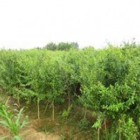 大量供應(yīng)小苗:石榴小苗、紅天竹小苗、紅瑞木小苗
