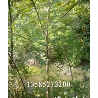 苗圃現(xiàn)大量供應(yīng):1--3公分楓楊、苦楝、香花槐、 合歡、欒樹、 法
