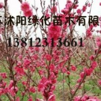 丁香，紅瑞木，榆葉梅，紅王紫錦帶，連翹，迎春