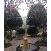 供應(yīng)四川桂花 四川桂花小苗 四川桂花基地 四川成都桂花 價格便宜