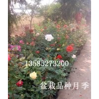 供應(yīng)豐花月季,品種月季（130多余種）、紅帽月季，大花月季，藤本