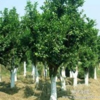 提供湖南18公分全冠香泡樹，20公分移植香泡樹，20公分香泡樹價格