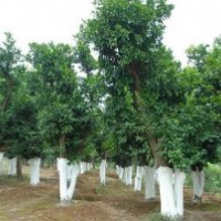 直徑30公分湖南精品香泡樹，骨架香泡樹，大型香泡樹