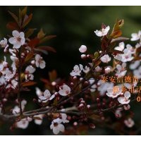 紫葉李