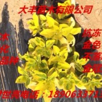 金冠黃楊