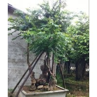 細(xì)葉紫薇