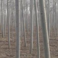 毛白楊、國(guó)槐、法桐、白臘、107、速生柳、垂柳、椿樹(shù)、榆樹(shù)、合