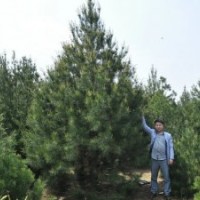 精品5米白皮松一級貨5米二級白皮松5米三級白皮松5米占地白皮松陜