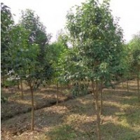 批發(fā)大葉女貞米經(jīng)2公分、3公分、高桿女貞價(jià)格