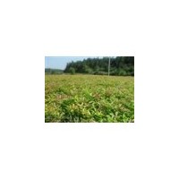 大量供應2-4公分杜英/杜英基地