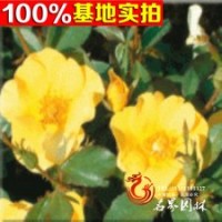 黃帽月季 美化環(huán)境 品純 價格低