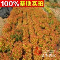 j基地常年隊伍批發(fā) 金焰繡線菊