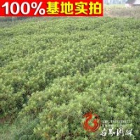 出售優(yōu)質杜鵑【毛鵑】春鵑 紫鵑