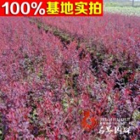 批發(fā)灌木 紫葉小檗 紫葉小檗小苗