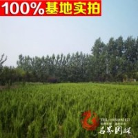 常年出售龍柏 龍柏苗 龍柏工程苗