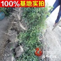 小丑火棘 園林 綠化苗木 苗圃