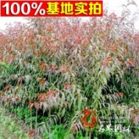 碧桃 供應(yīng)各種規(guī)格碧桃 品種全