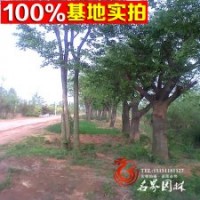 常年提供各種規(guī)格樸樹 樸樹大小苗
