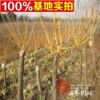綠化苗木嫁接黃金槐 金枝槐