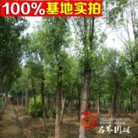 大量批發(fā)各種規(guī)格 香樟 價格低