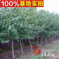 供應(yīng)杜仲、銷售杜仲、河北杜仲