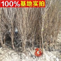 批發(fā)果樹石榴苗 當(dāng)年結(jié)果石榴樹苗