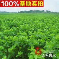 蘇北基地出售優(yōu)質(zhì)桑樹苗 桑樹