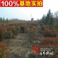 苗圃供應(yīng)紅葉石楠球、紅葉石楠球