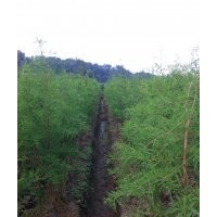 5000株杉樹低價發(fā)售，另有胸徑20cm以上香樟發(fā)售