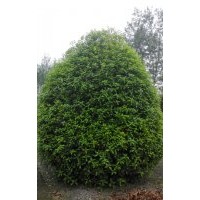 桂花，桂花基地，桂花球，低分枝桂花
