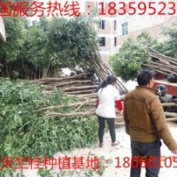 天竺桂 最新福建天竺桂 最新福建天竺桂價(jià)格 福建天竺桂供應(yīng)商