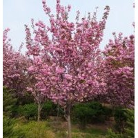 山東青州供應(yīng)：紫葉李、櫻花、海棠、高桿女貞、紫薇、玉蘭
