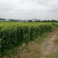 廣東垂葉榕柱-云南垂葉榕柱-四川垂葉榕柱-廣西垂葉榕柱-貴州垂葉