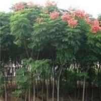 自產(chǎn)自銷10公分欒樹價格供應(yīng) 15公分欒樹價格