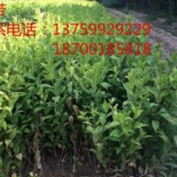 紅王子錦帶