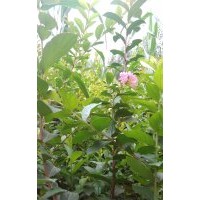 泰安一米高的紫薇小苗供應(yīng)數(shù)量100萬(wàn)