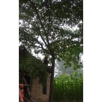 大量供應合歡樹小苗 綠化工程用苗 美化庭院 基地直銷 批發(fā)出售